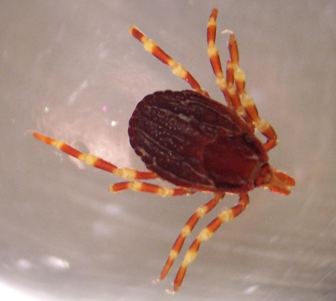 Kleszcze afrykańskie (Hyalomma) w Polsce - jak je rozpoznać i chronić się przed groźnymi chorobami?