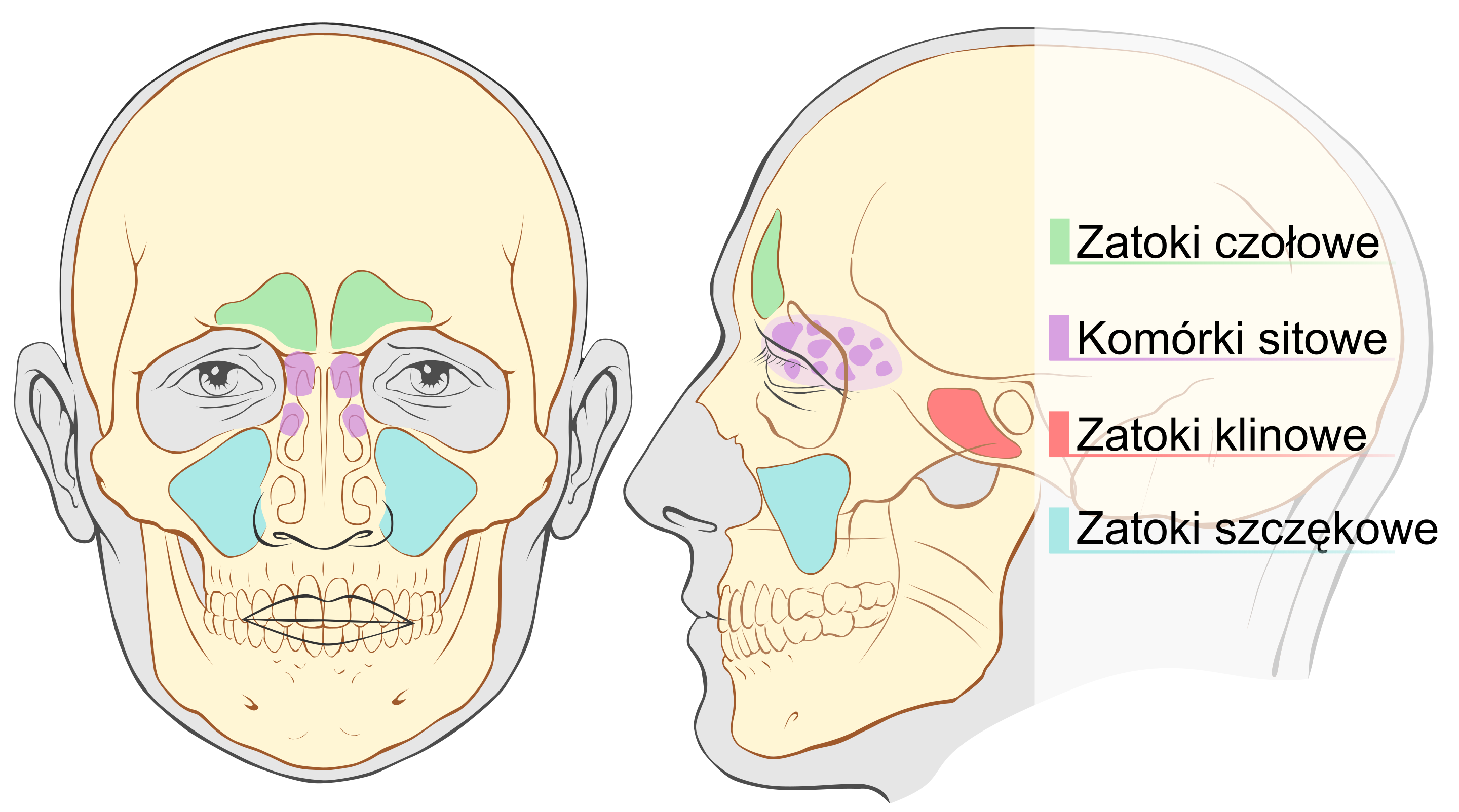 Schemat zatok przynosowych